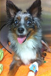 Please help Kodah!