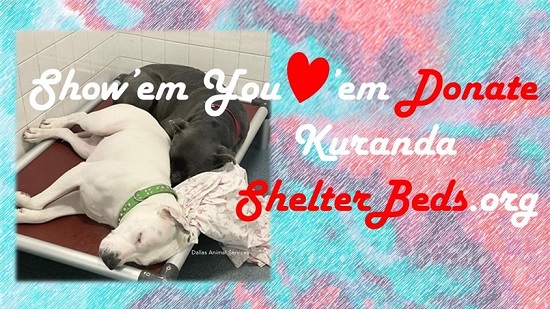 Kuranda ShelterBed Valentine Program Kuranda ShelterBed Valentine Program